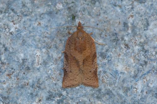 Réf. 225 221 : Choristoneura simonyi